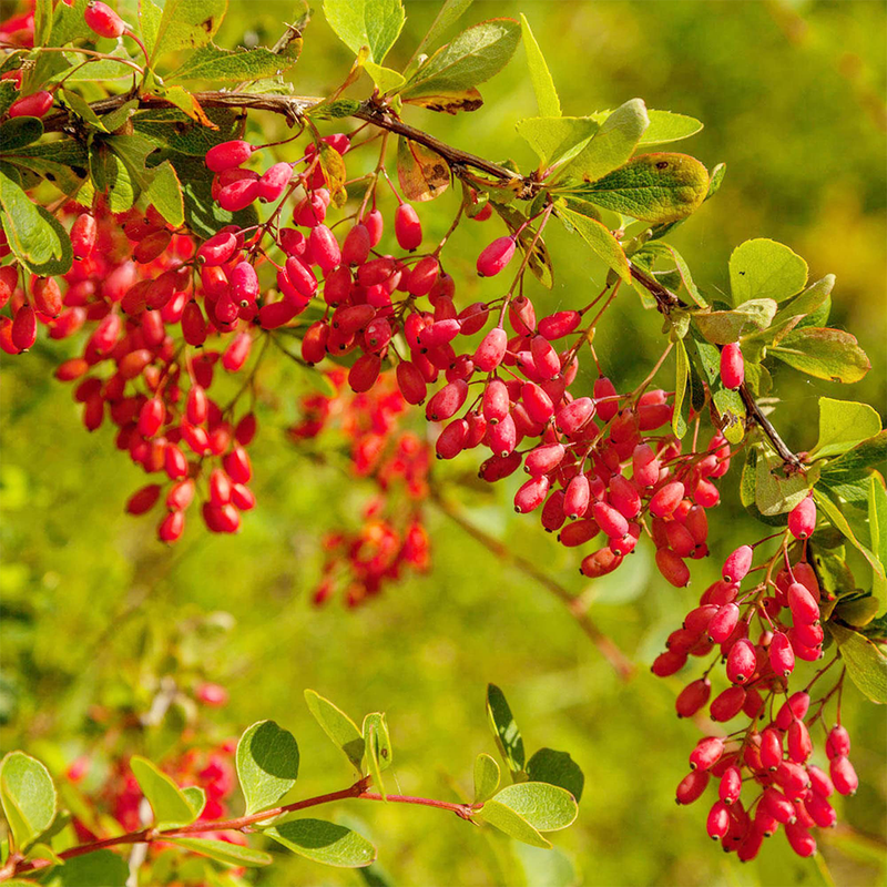 Berberine