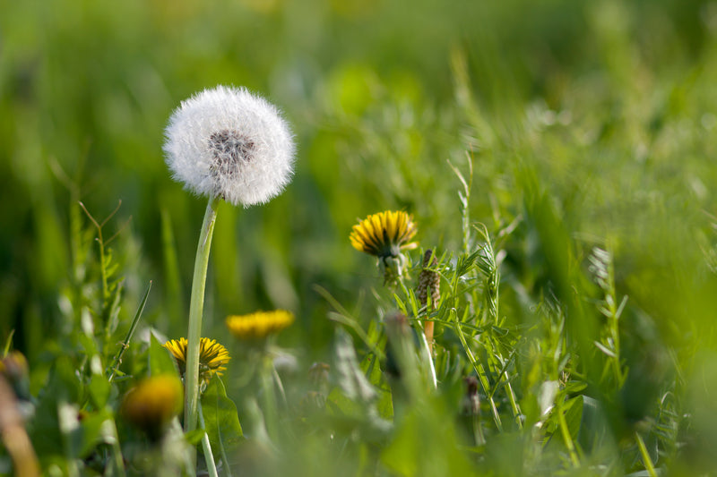 Dandelion Root