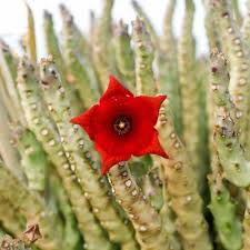 Caralluma Fimbriata