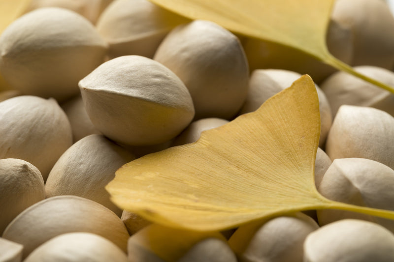 Ginkgo Biloba